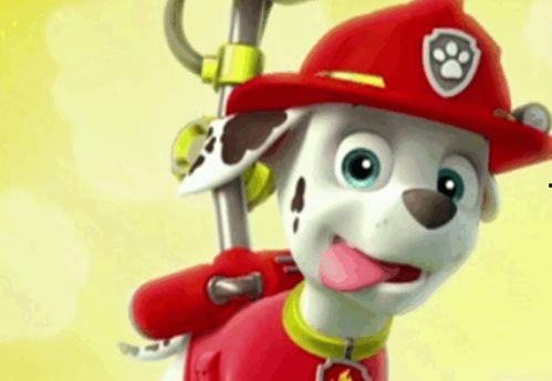 汪汪头吃瓜视频,萌宠美食大揭秘