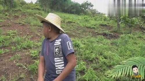 小六吃瓜视频完整版,揭秘娱乐圈幕后真相，带你领略明星真实生活