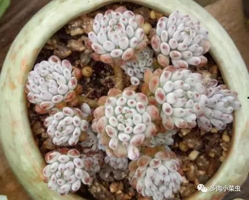 颖宝吃瓜多肉视频,一场视觉与味蕾的双重盛宴