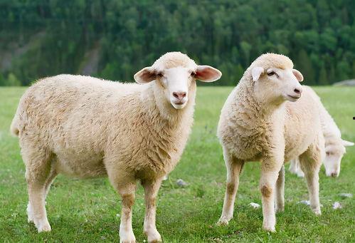 三只羊老爹视频吃瓜,揭秘娱乐圈幕后故事