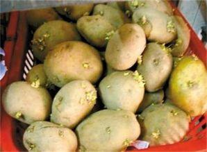 吃一整根水瓜会中毒吗视频,一整根水瓜竟致中毒？揭秘水瓜食用安全误区