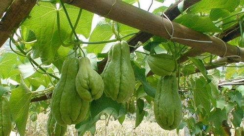 冬天可以吃佛手瓜嘛视频,冬天适宜食用佛手瓜的养生之道