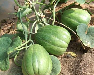 香瓜园吃瓜视频下载免费,夏日清凉一夏