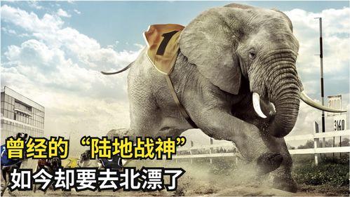 牛熊吃瓜视频大全集下载,视频大全集下载，笑料横生的欢乐盛宴