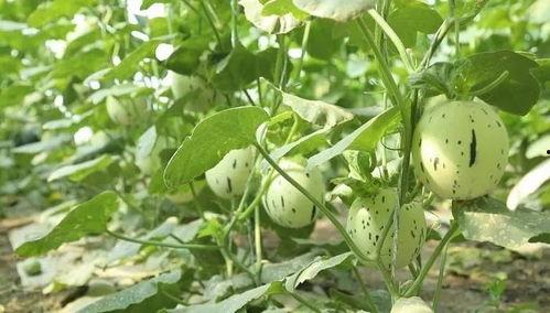 瓜州免费吃瓜骗局视频,视频曝光背后的真相