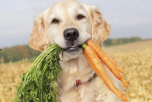 狗狗吃麻瓜的视频,萌态百出引网友爆笑