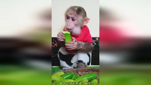 喂猴子吃瓜搞笑视频,猴子欢乐多——喂猴吃瓜搞笑视频大盘点