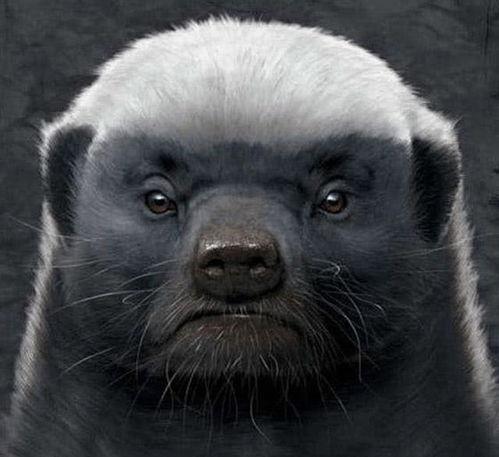 带你吃瓜平头哥配音视频,带你吃瓜，笑翻全场