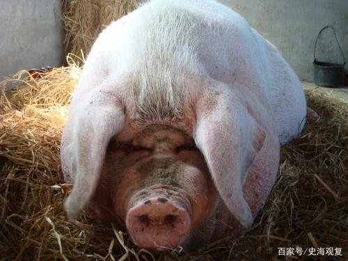 猪小明吃瓜王炸视频大全,揭秘视频大全背后的爆笑瞬间