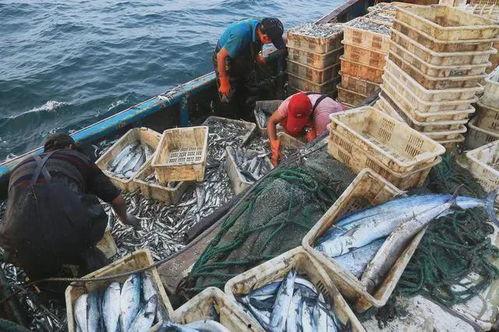 中国吃瓜船捡鱼视频播放,这波操作太“渔”了！