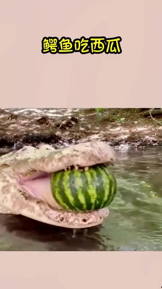 鳄鱼吃瓜的视频在线观看,野外生存大挑战
