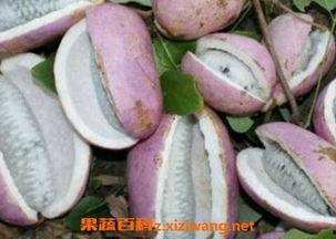 小伙吃八月瓜的搞笑视频,小伙搞笑吃瓜，笑料百出！