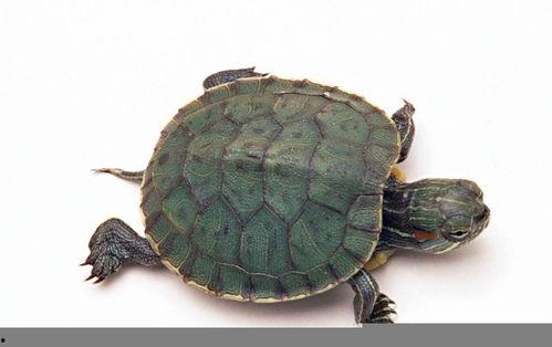 带你吃瓜乌龟跳舞视频,带你领略吃瓜乐趣