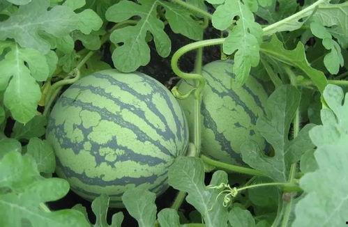 武汉摄影吃瓜事件视频,一场网络热议的视觉风波