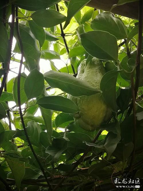 洋瓜的叶子可以吃吗视频