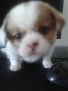 呆瓜小狗吃鸡蛋视频大全,萌态百出视频大盘点