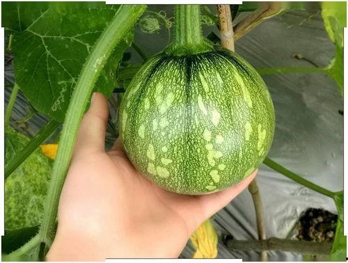 白瓜没有熟放两天可以吃吗视频