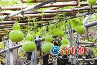 广西妹子吃葫芦瓜视频,葫芦瓜变身美味佳肴