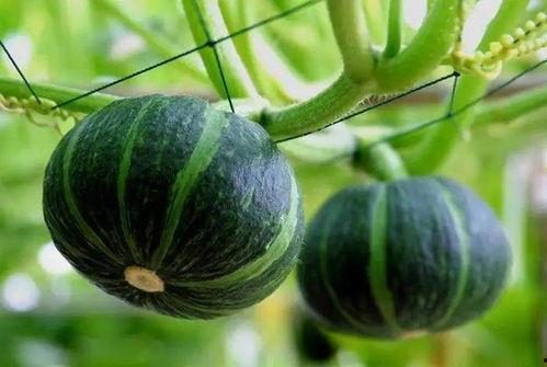 乌鲁木齐最近的吃瓜视频