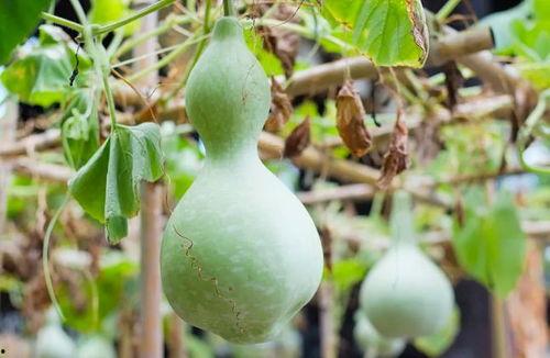 网红吃葫芦瓜视频大全集,趣味视频大盘点！