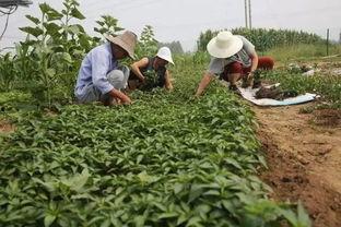 勉县吃瓜事件视频,一场网络热议背后的真相揭秘