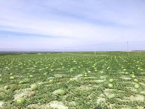 吃石头瓜视频,揭秘古老食材的独特魅力